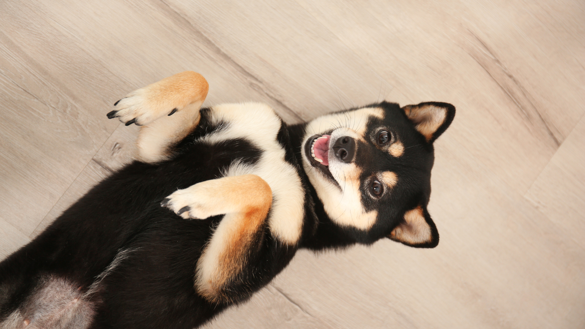 small smiling black dog rolling on his back