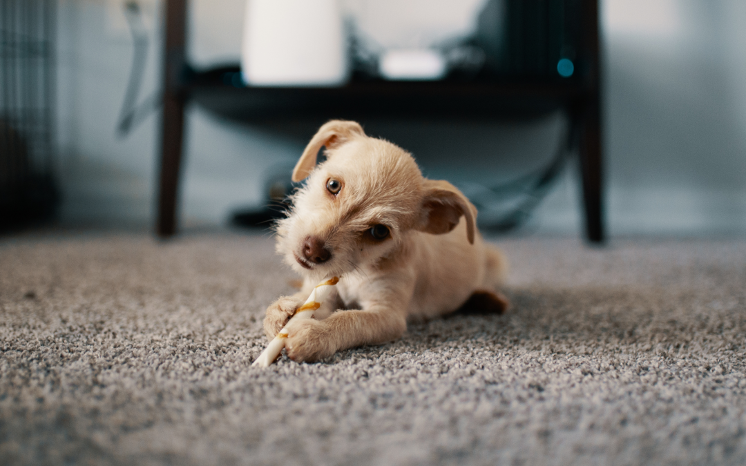 Why Carpet is Still One of the Best Flooring Choices for Edmonton Homes